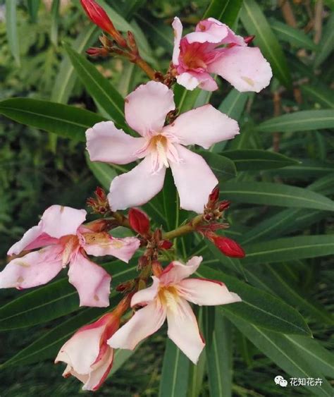 夾竹桃有毒|【有毒植物圖鑑】到公園和郊外勿手多多 夾竹桃、白千層都有毒？